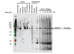 RpoC1/RNA polymerase beta subunit (chloroplast) Antibody in Western Blot (WB)