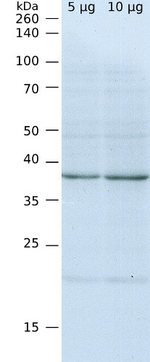 SBPase/Sedoheptulose-1,7-bis phosphatase Antibody in Western Blot (WB)