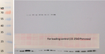 GPXh/Glutathione peroxidase (algal) Polyclonal Antibody