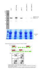 GAPC1/2/Glyceraldehyde-3-phosphate dehydrogenase (cytosolic) Antibody in Western Blot (WB)