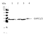 GAPC1/2/Glyceraldehyde-3-phosphate dehydrogenase (cytosolic) Polyclonal Antibody