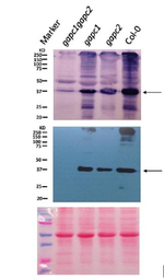 GAPC1/2/Glyceraldehyde-3-phosphate dehydrogenase (cytosolic) Antibody in Western Blot (WB)