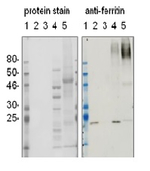 Ferritin 1-2 (plant) Polyclonal Antibody
