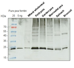 Ferritin 1-2 (plant) Antibody in Western Blot (WB)