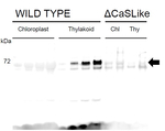 Rhodanese/cell cycle control phosphatase superfamily protein Polyclonal Antibody