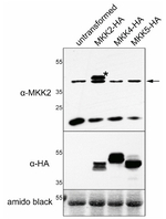 MKK2/Mitogen-activated protein kinase kinase 2 Antibody in Western Blot (WB)