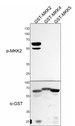 MKK2/Mitogen-activated protein kinase kinase 2 Antibody in Western Blot (WB)