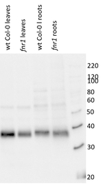 FNR/Ferredoxin-NADP+-oxidoreductase Antibody in Western Blot (WB)