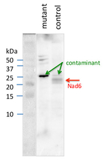 NAD6/NADH-ubiquinone oxidoreductase chain 6 Polyclonal Antibody