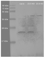 HSP23.6/Heat shock protein 23.6 (mitochondrial) Antibody in Western Blot (WB)
