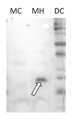 HSP23.6/Heat shock protein 23.6 (mitochondrial) Antibody in Western Blot (WB)