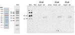 KUA1/MYB transcription factor Polyclonal Antibody