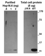 ACD/alpha crystalline domain of sHSP Polyclonal Antibody