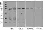 NodGS/Nodulin/glutamate-ammonia ligase-like protein Polyclonal Antibody