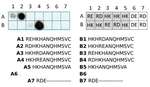 RD/N-terminal arginylation Antibody in Dot Blot (DB)
