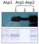 RD/N-terminal arginylation Polyclonal Antibody