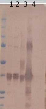 MDH4/Malate dehydrogenase 4 (cytoplasmic) Antibody in Western Blot (WB)