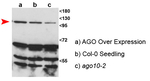 AGO10/Argonaute 10 Polyclonal Antibody