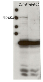 RDR6/RNA-dependent RNA polymerase 6 Antibody in Western Blot (WB)