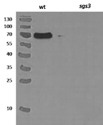 SGS3/Protein suppressor of gene silencing 3 Polyclonal Antibody