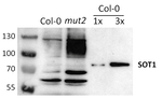 PPR/Pentatricopeptide repeat-containing protein (chloroplastic) (SOT1) Polyclonal Antibody