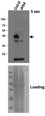 DRB4/Double-stranded RNA-binding protein 4 Antibody in Western Blot (WB)