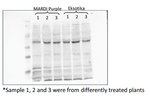 Cp2/Cysteine protease Antibody in Western Blot (WB)