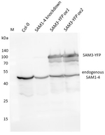 SAM1-4/S-adenosylmethionine synthase Antibody in Western Blot (WB)