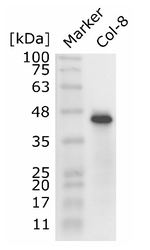 SAM1-4/S-adenosylmethionine synthase Antibody in Western Blot (WB)