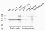 SAM1-4/S-adenosylmethionine synthase Polyclonal Antibody