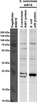 ADK/Adenylate kinase Polyclonal Antibody