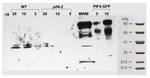 PIF4/Phytochrome interacting factor 4 Antibody in Western Blot (WB)