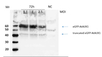 AUX1/Auxin transporter protein 1 Polyclonal Antibody