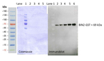 BIN2/Brassinosteroid insensitive 2 Polyclonal Antibody