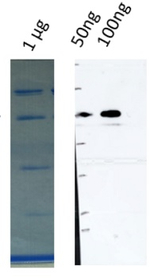 cpCK2/Casein kinase II subunit alpha (chloroplastic) Antibody in Western Blot (WB)