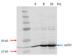 cpCK2/Casein kinase II subunit alpha (chloroplastic) Polyclonal Antibody