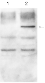 GUS/Beta-glucuronidase Polyclonal Antibody