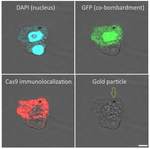Cas9/CRISPR-associated endonuclease 9 Polyclonal Antibody