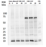 LUC/Luciferase Polyclonal Antibody