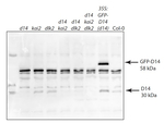 D14/Strigolactone esterase D14 Antibody in Western Blot (WB)