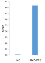 RING1/E3 ubiquitin-protein ligase RING1 Antibody in ChIP Assay (ChIP)