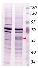 RING1/E3 ubiquitin-protein ligase RING1 Antibody in Western Blot (WB)