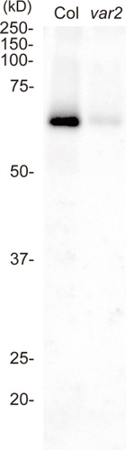 FtsH2+FtsH8/ATP-dependent zinc metalloprotease FtsH2+FtsH8 (chloroplastic) Polyclonal Antibody