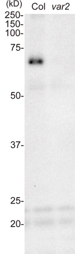 FtsH1+FtsH5/ATP-dependent zinc metalloprotease FtsH1+FtsH5 (chloroplastic) Polyclonal Antibody