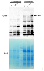 CRY1/Cryptochrome 1 Polyclonal Antibody