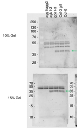 AGB1/Guanine nucleotide-binding protein beta 1 Polyclonal Antibody
