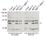 GPA1/Guanine nucleotide-binding protein subunit alpha 1 Antibody in Western Blot (WB)