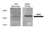 GPA1/Guanine nucleotide-binding protein subunit alpha 1 Polyclonal Antibody