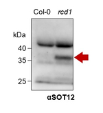 SOT12/Cytosolic Sulfotransferase 12 Polyclonal Antibody