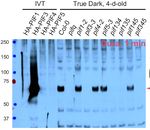 PIF3/Phytochrome interacting factor 3 Antibody in Western Blot (WB)